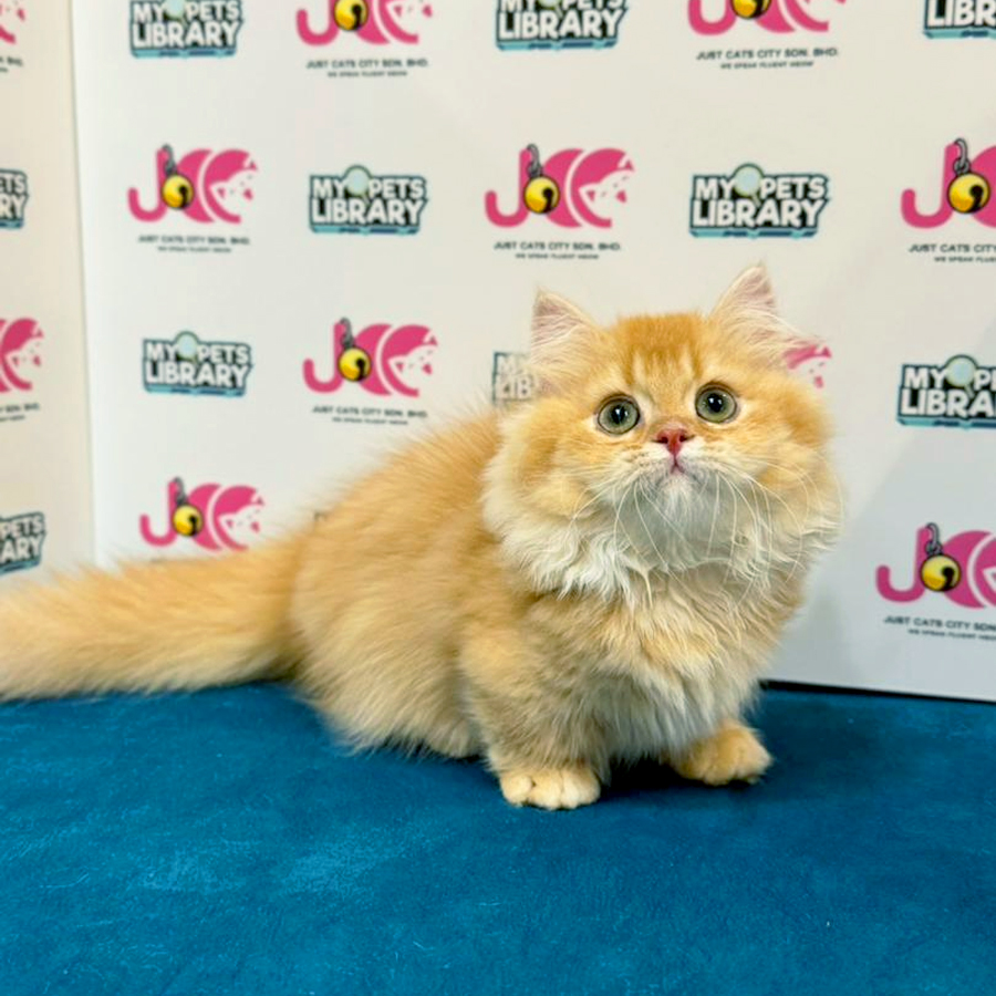 Minuet Napoleon Kitten