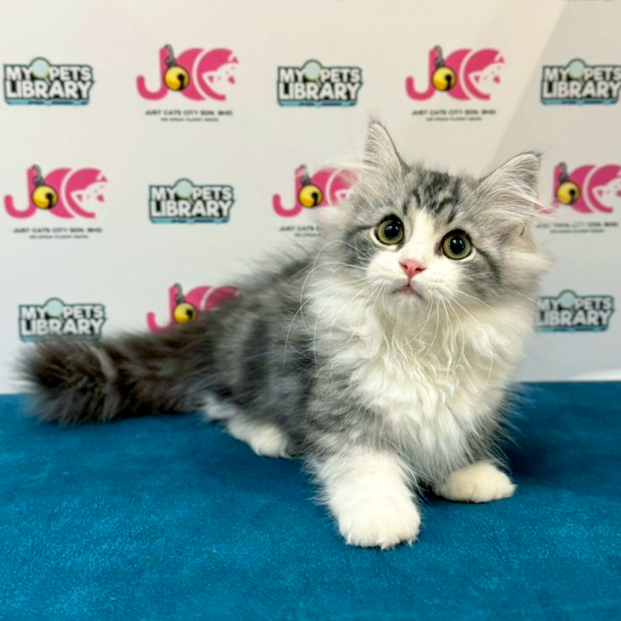Minuet Napoleon Kitten