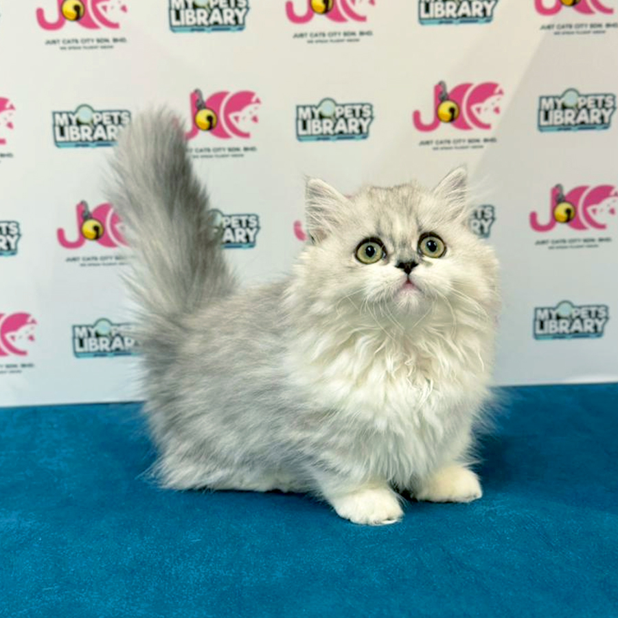 Minuet Napoleon Kitten