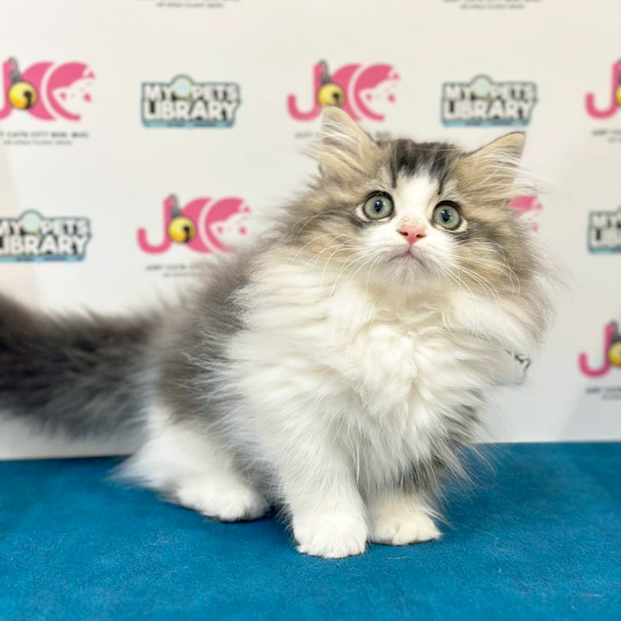 Minuet Napoleon Kitten
