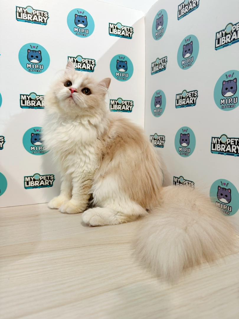 Scottish Persian Kitten