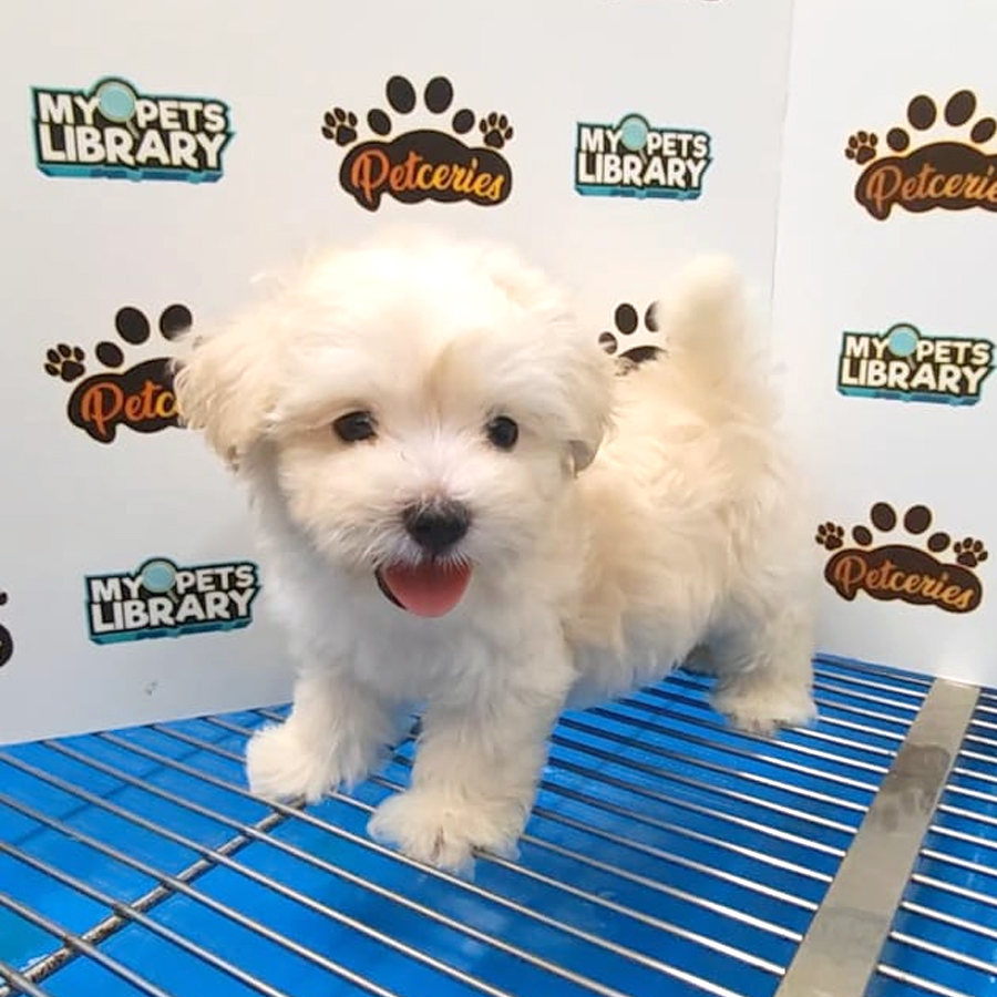 Maltipoo Puppy