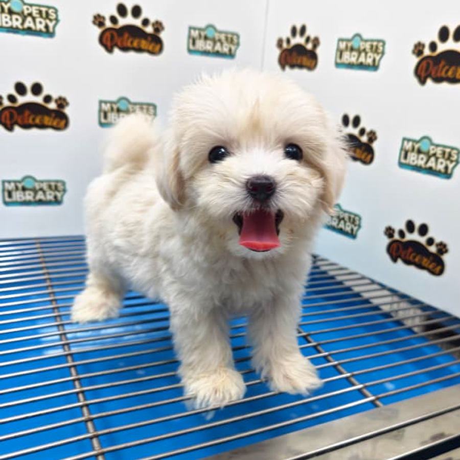 Tiny Maltipoo PuppyTiny Maltipoo Puppy
