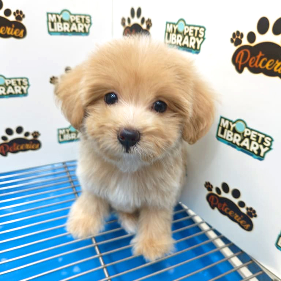 Maltipoo Puppy