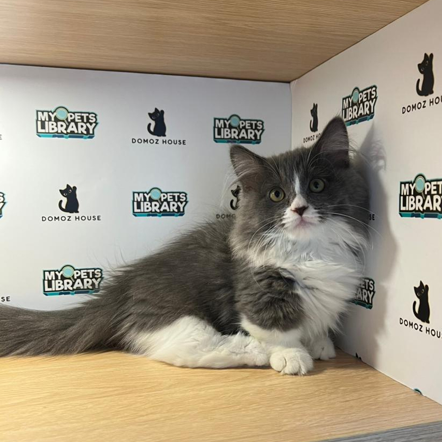 Minuet Napoleon Kitten