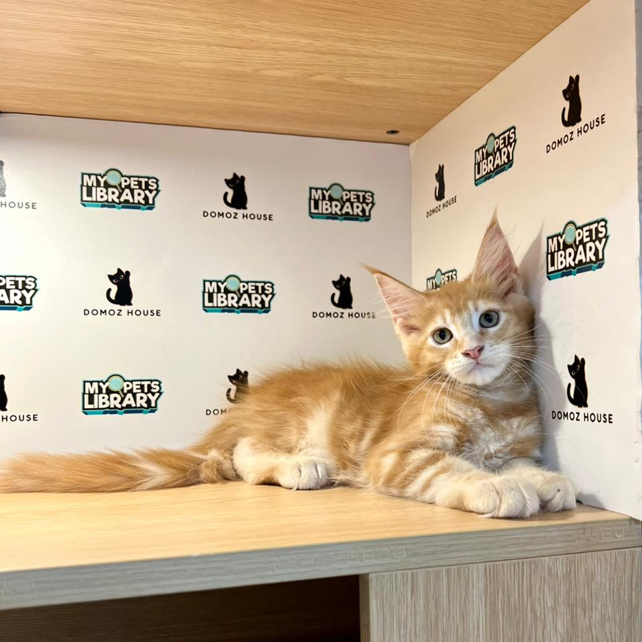 Maine Coon Kitten