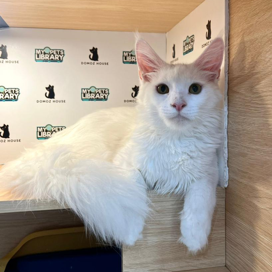 Maine Coon Kitten