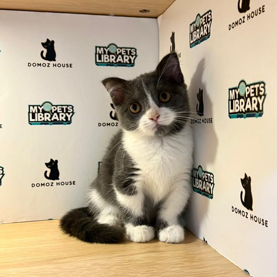 Munchkin Kilt Kitten