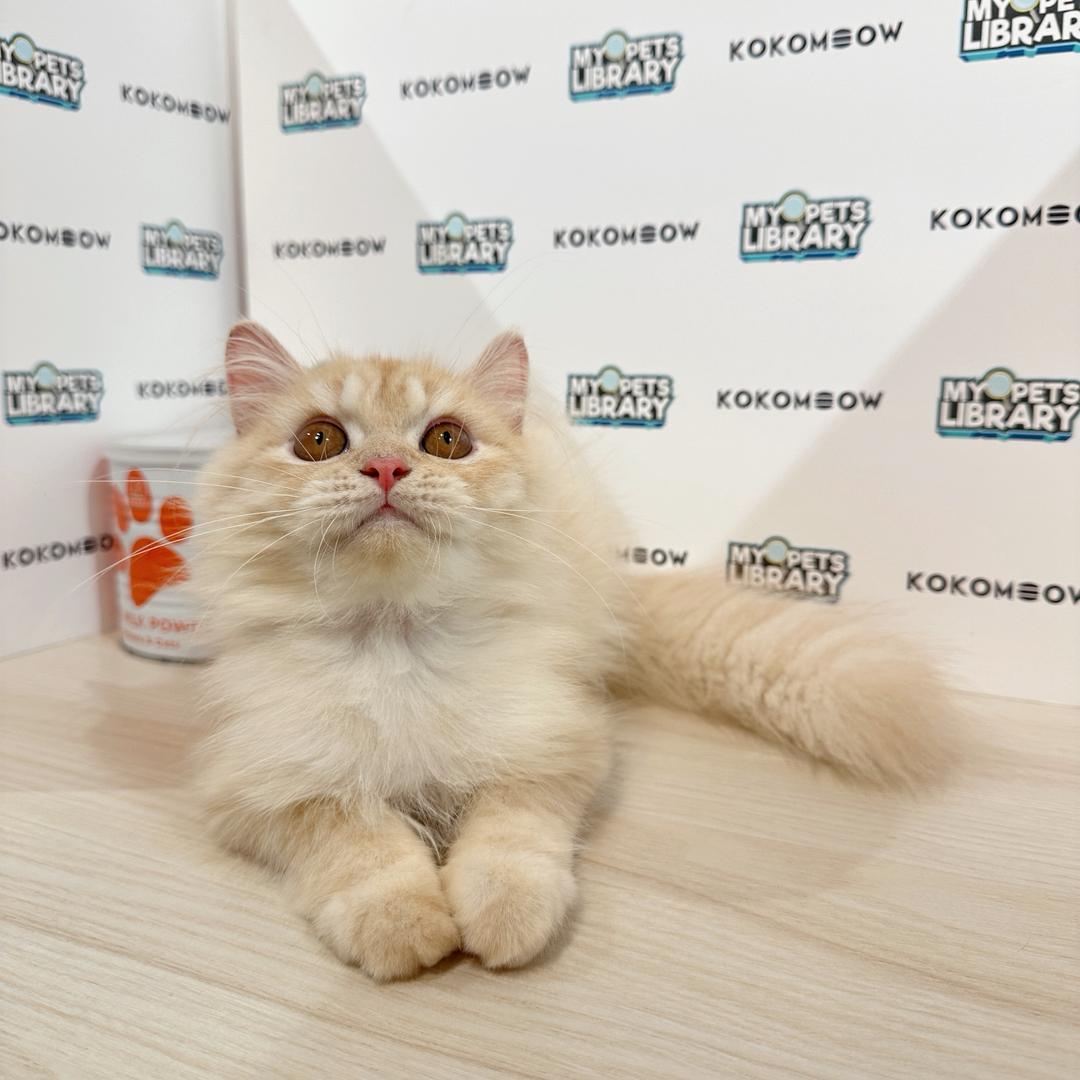 Turkish Angora Persian Kitten