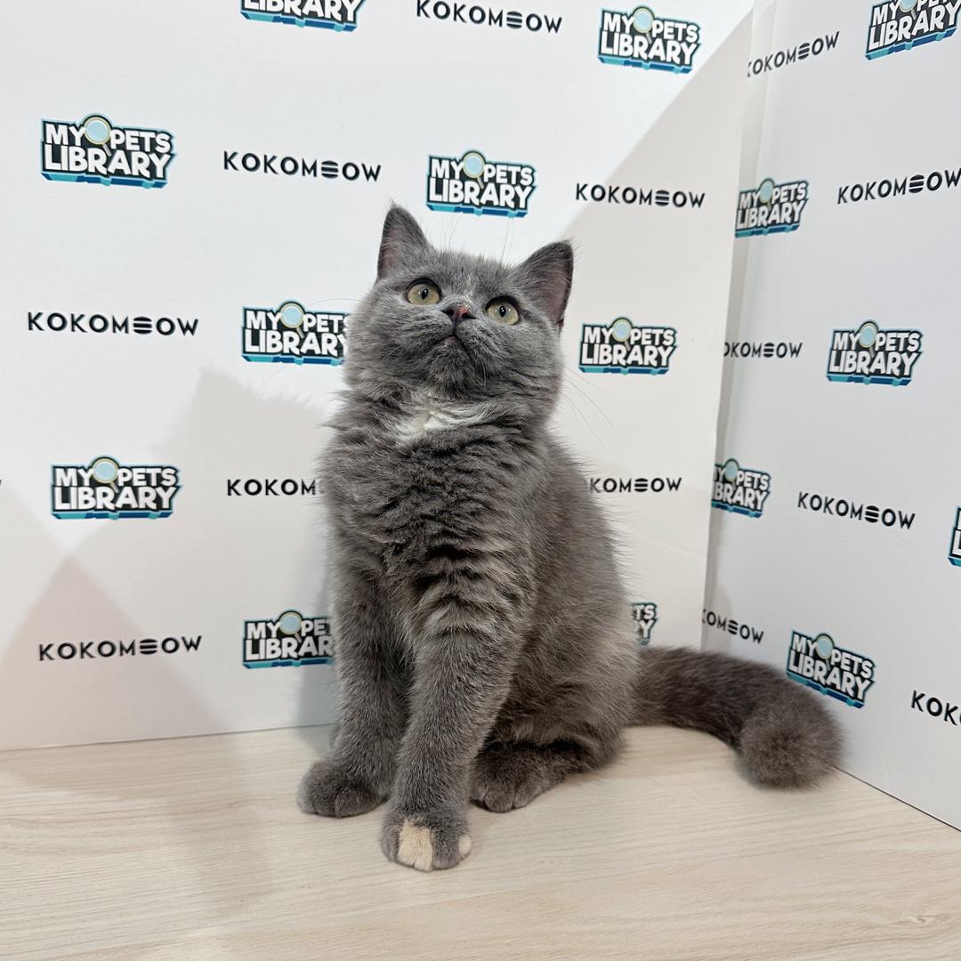 British Shorthair Kitten