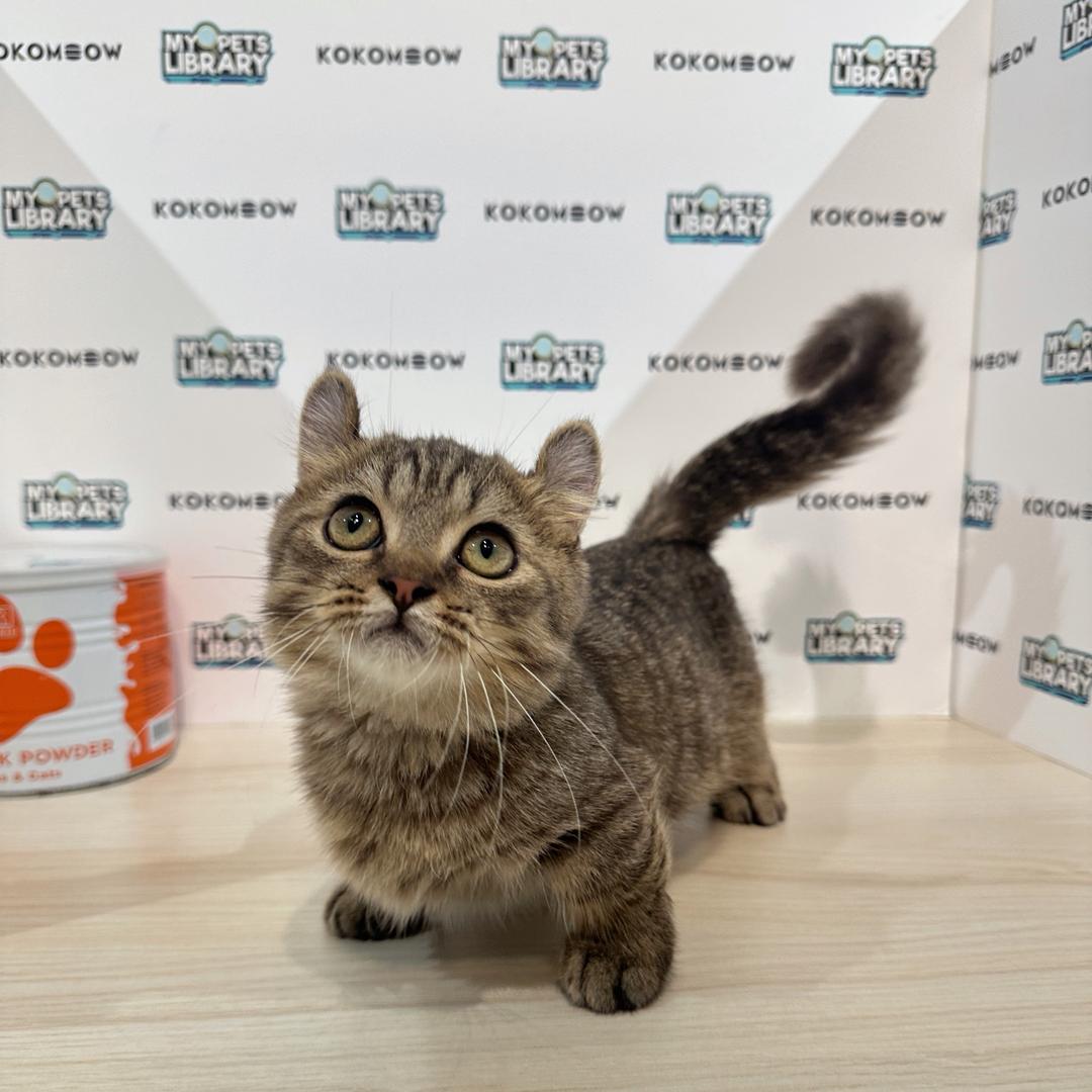 Super Short Munchkin Kinkalow Kitten