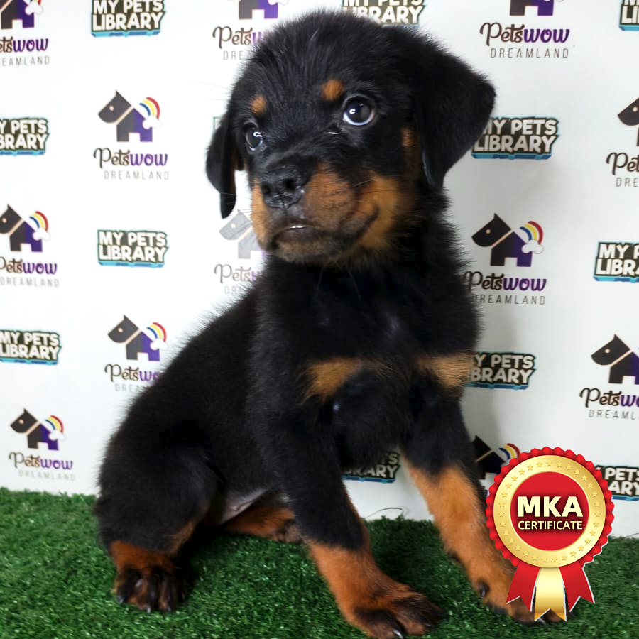 Rottweiler Puppy