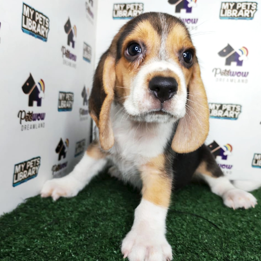 Beagle Puppy