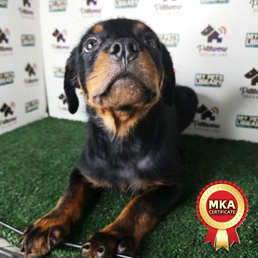Rottweiler Puppy