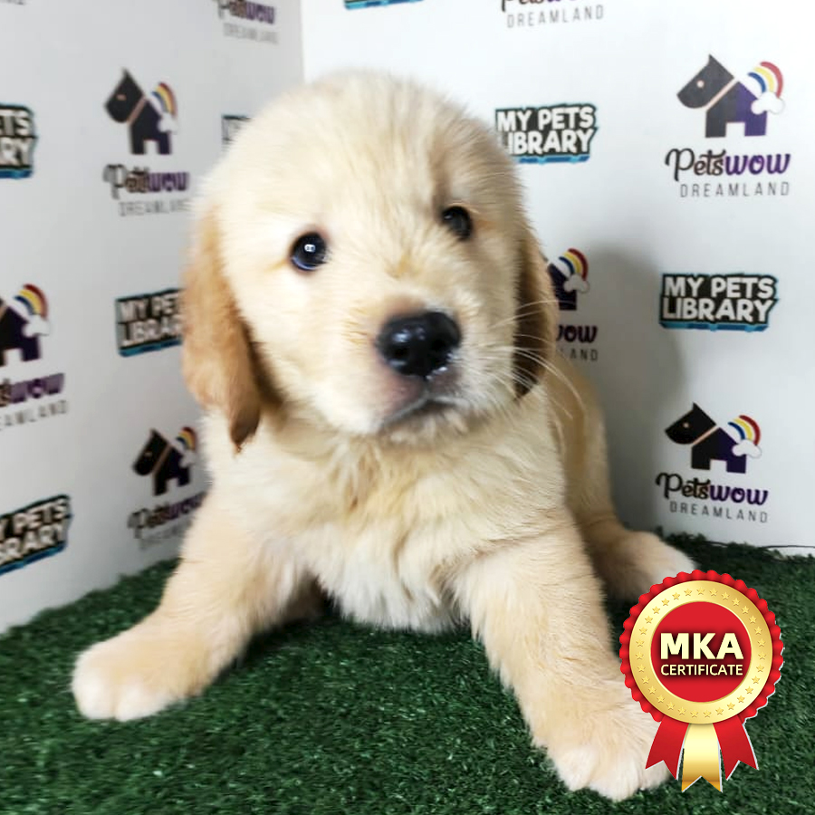 Golden Retriever Puppy