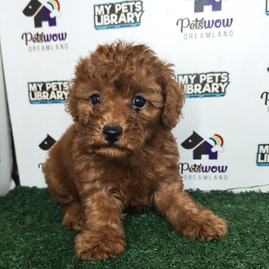 Poodle Puppy