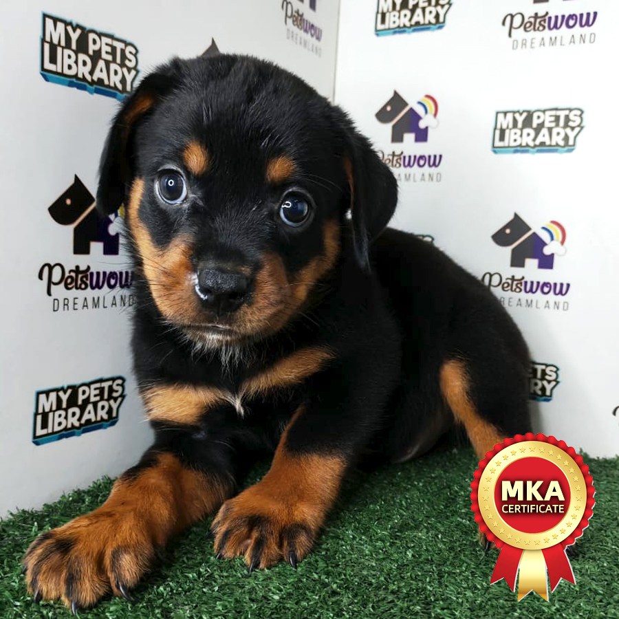 Rottweiler Puppy