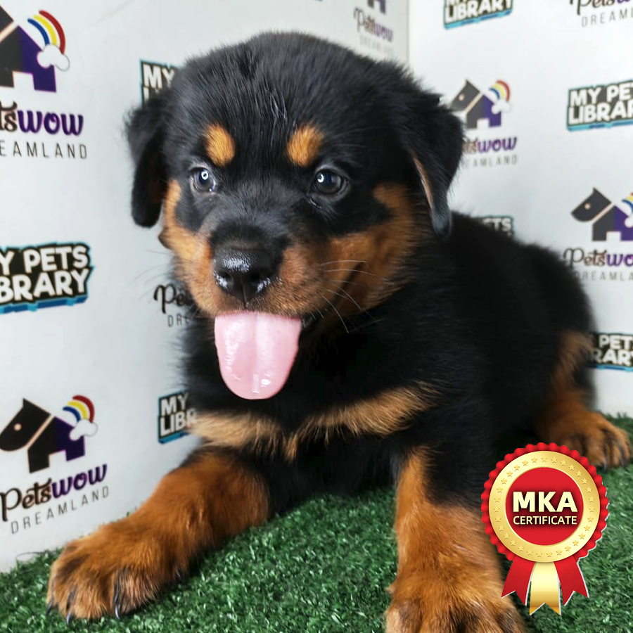 Rottweiler Puppy