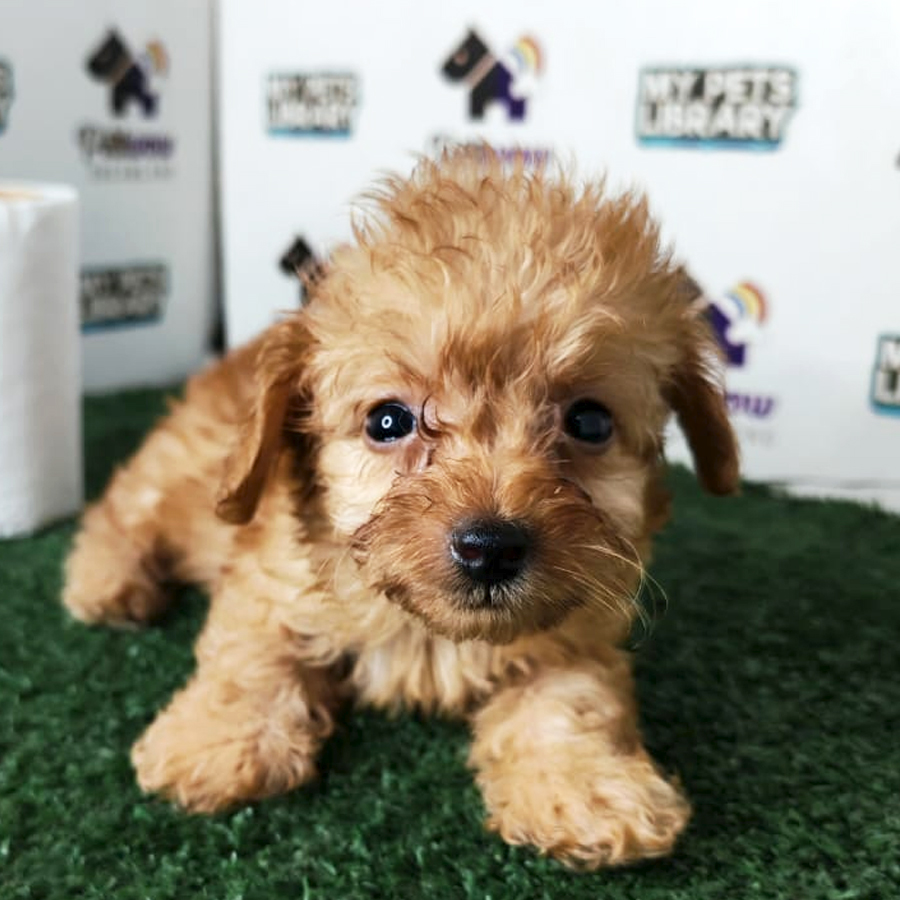 Poodle Puppy