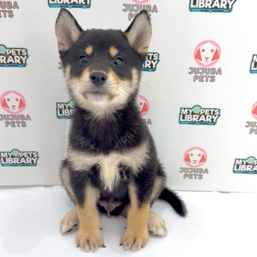 Mame Inu Puppy