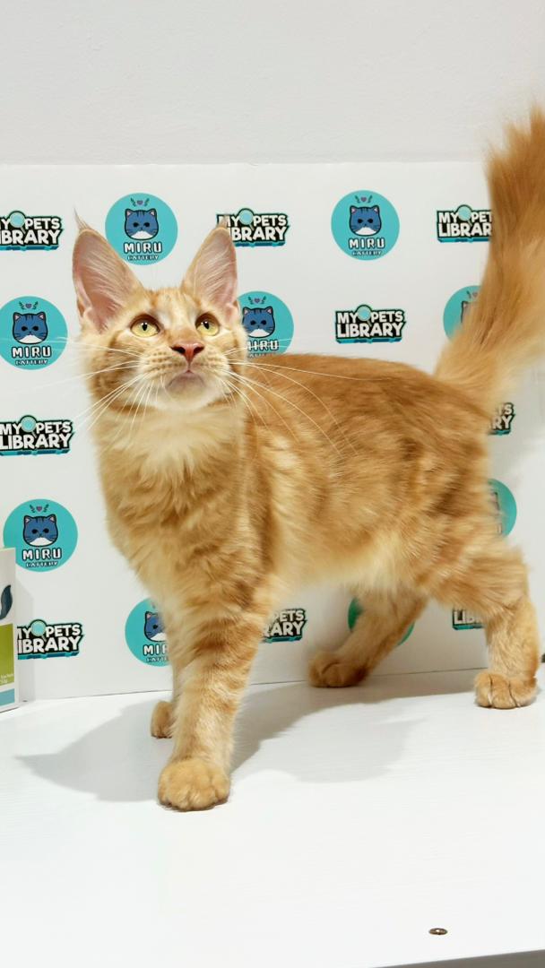 Maine Coon Kitten
