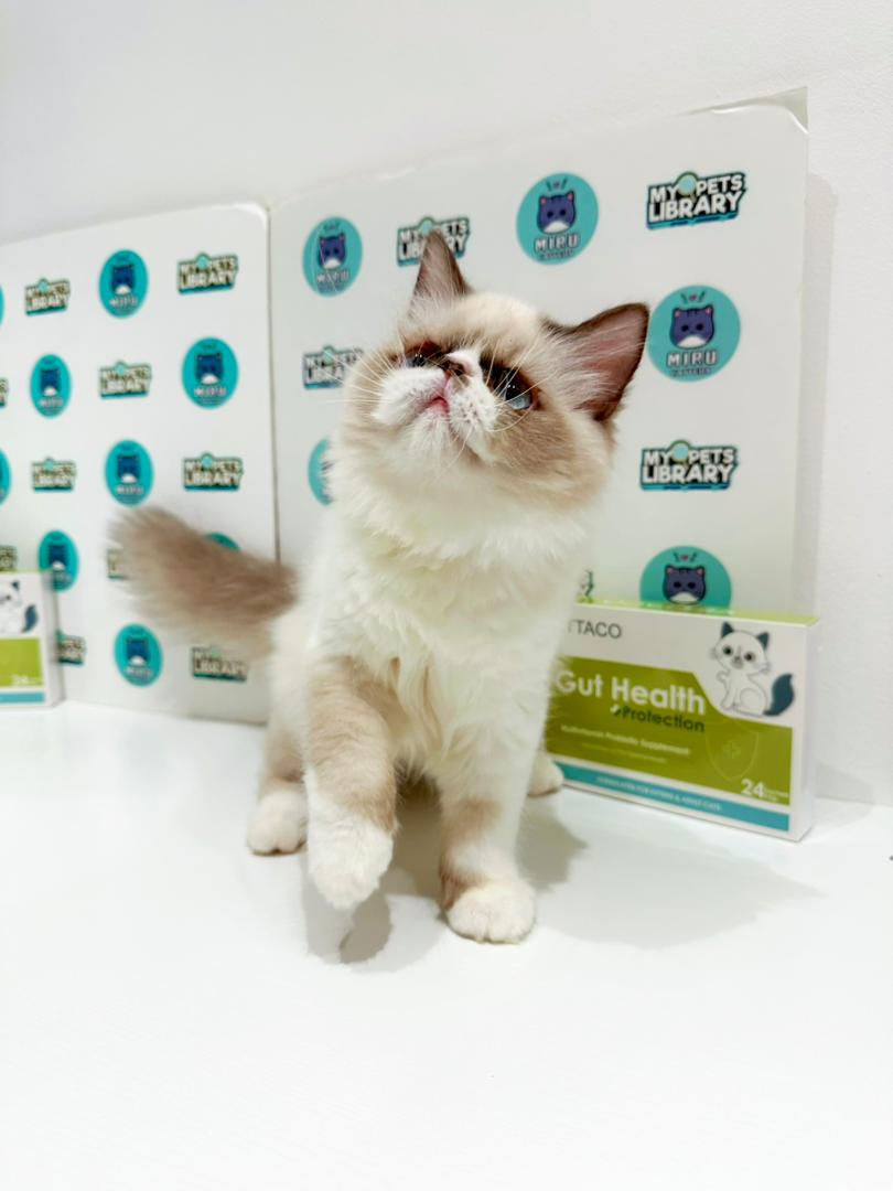 Exotic Persian Kitten