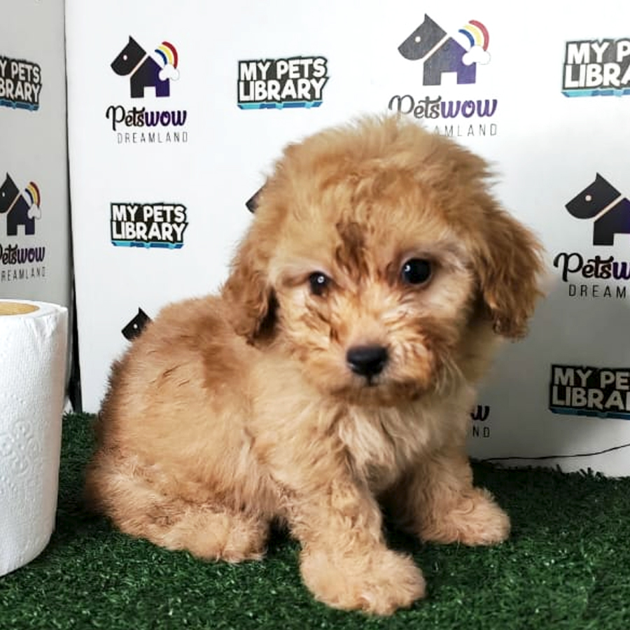 Poodle Puppy
