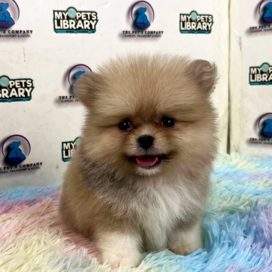 Pomeranian Puppy