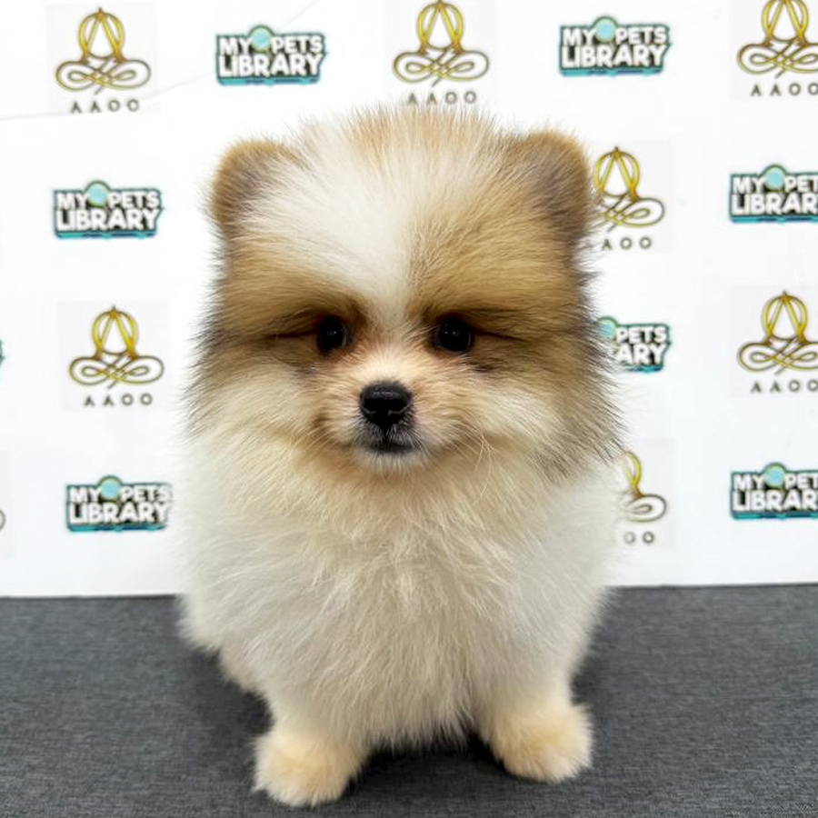 Pomeranian Puppy
