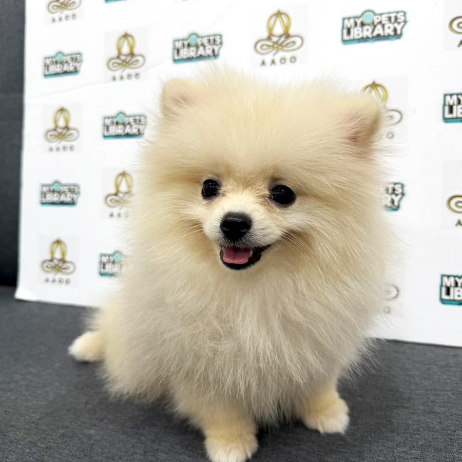 Pomeranian Puppy