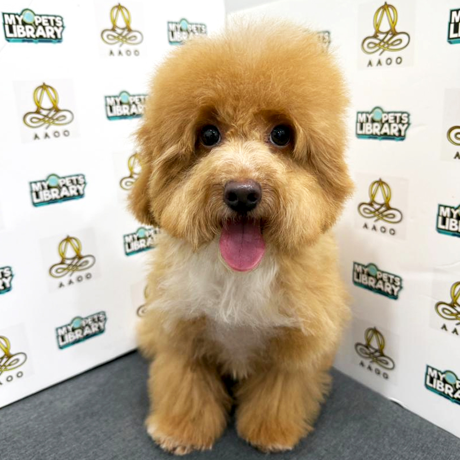 Toy Poodle Puppy