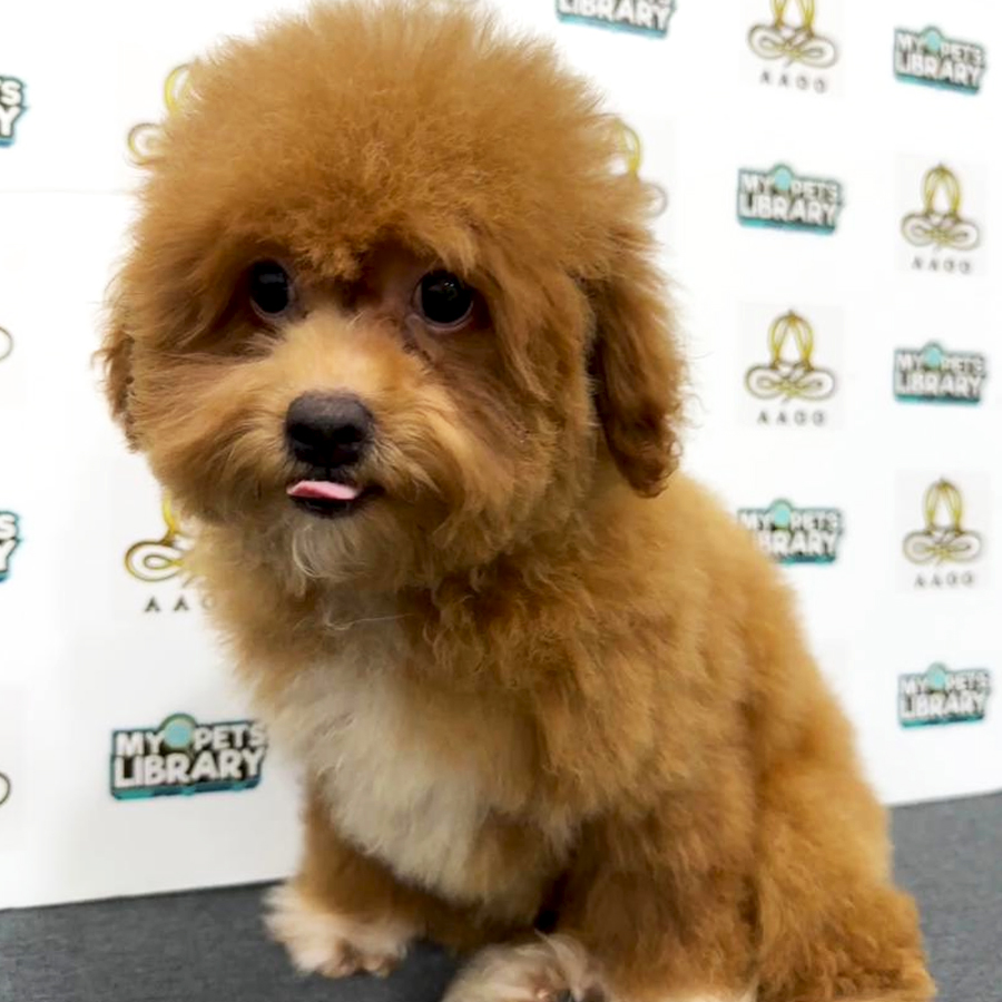 Toy Poodle Puppy