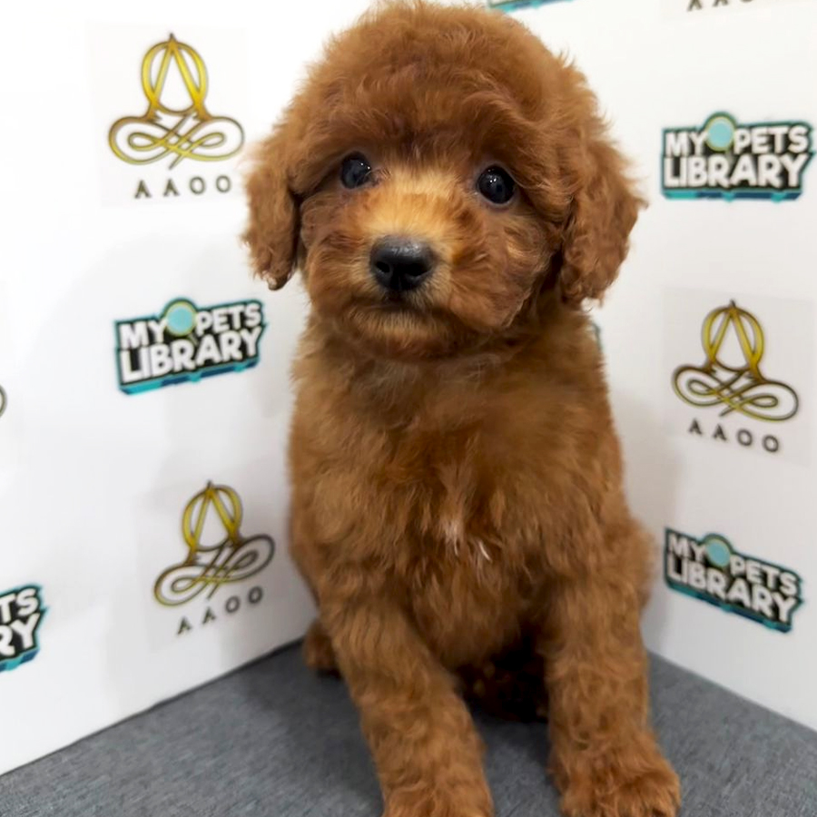 Toy Poodle Puppy