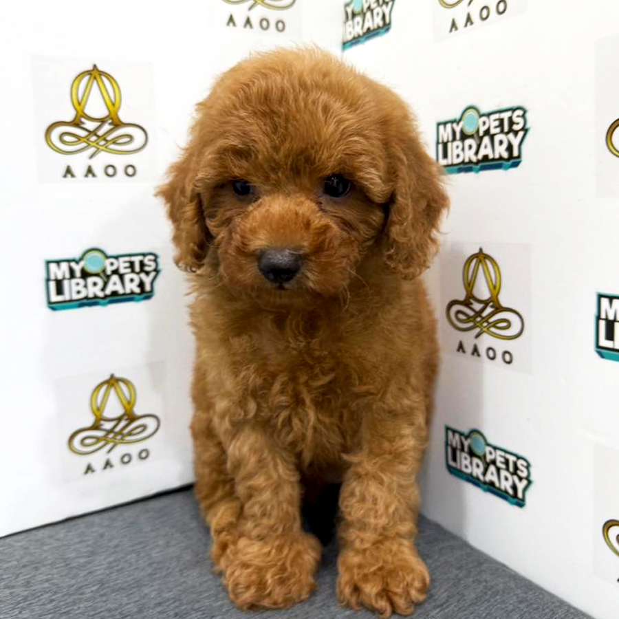 Toy Poodle Puppy