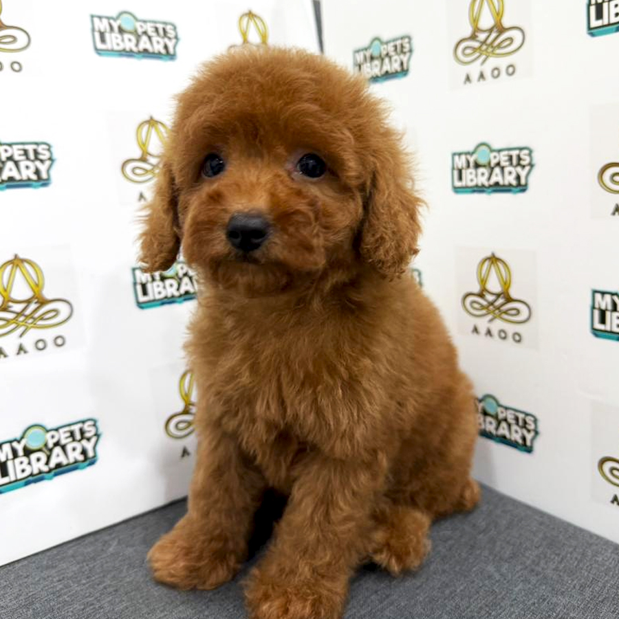 Toy Poodle Puppy