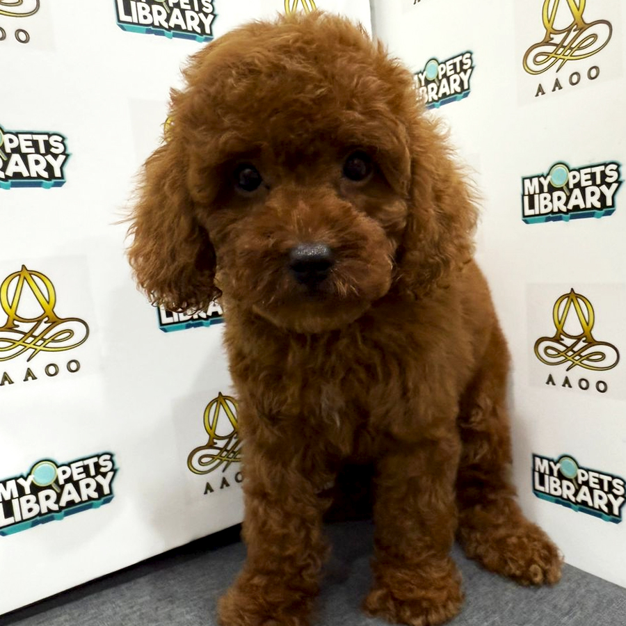Toy Poodle Puppy