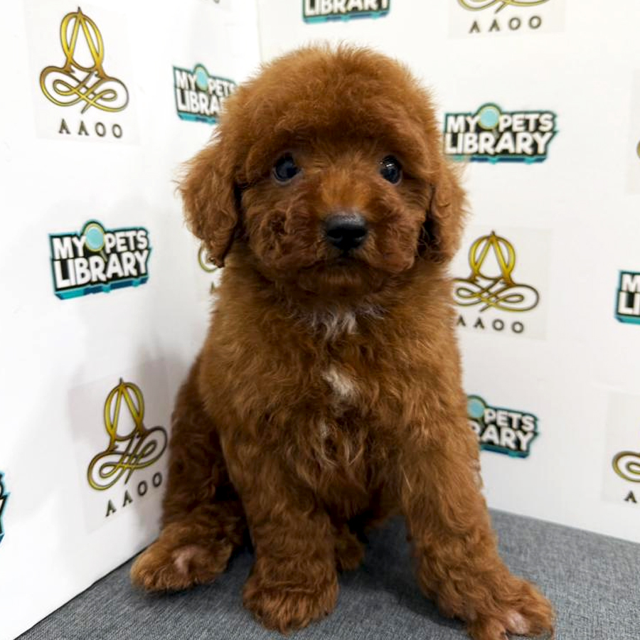 Toy Poodle Puppy