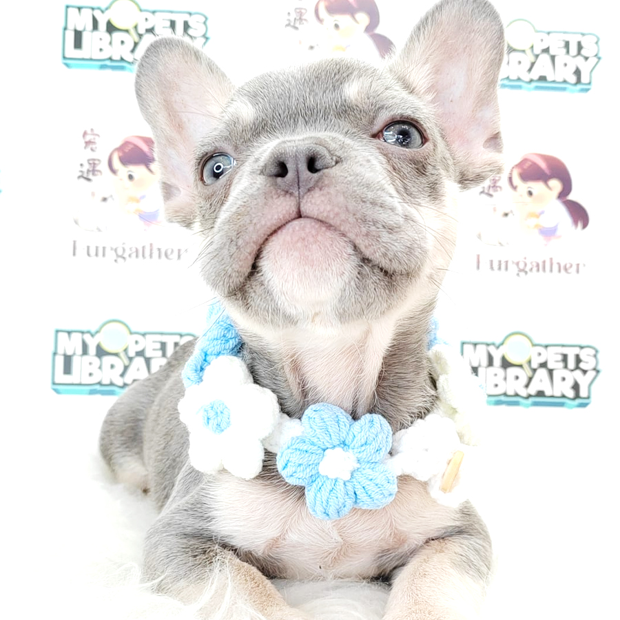 French Bulldog Puppy