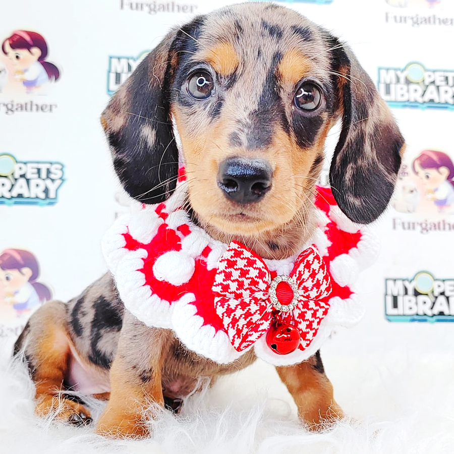 Shortcoat Dachshund Puppy