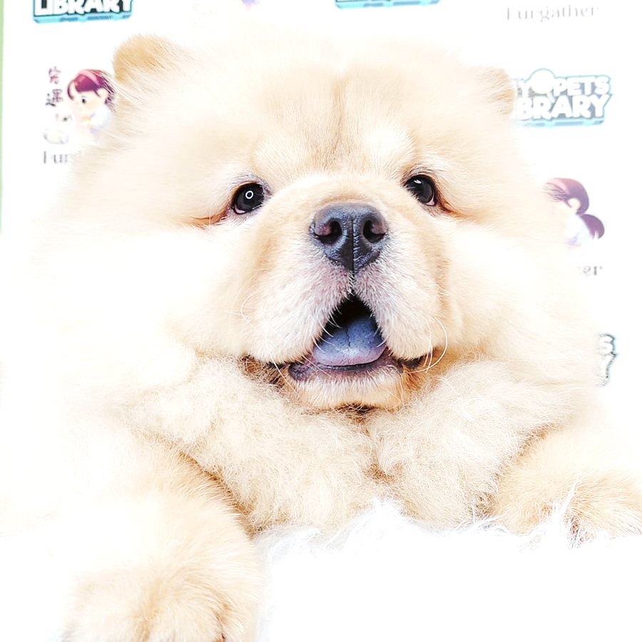 Chow Chow Puppy