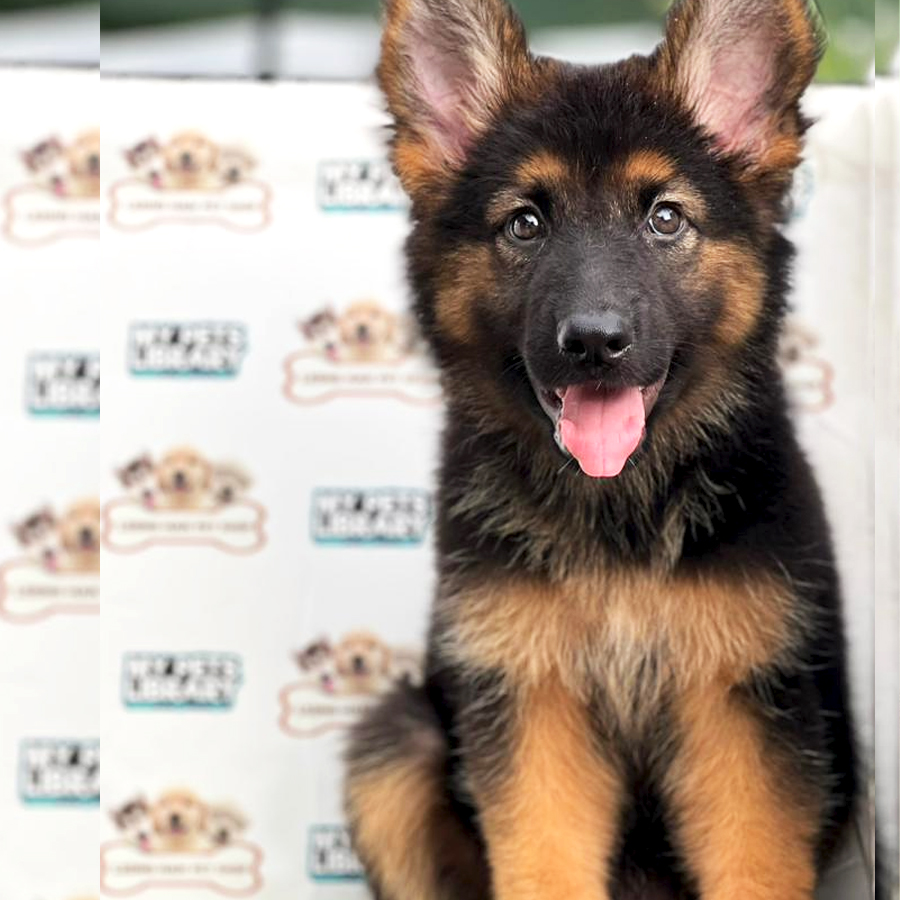 German Shepherd Puppy