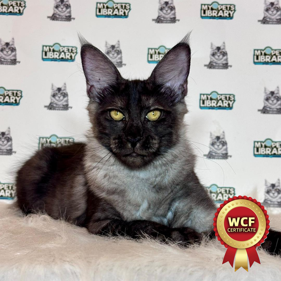 WCF Maine Coon Kitten