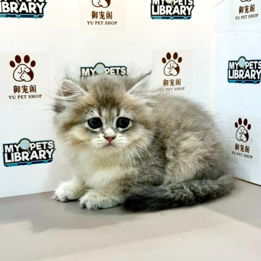 British Longhair Kitten