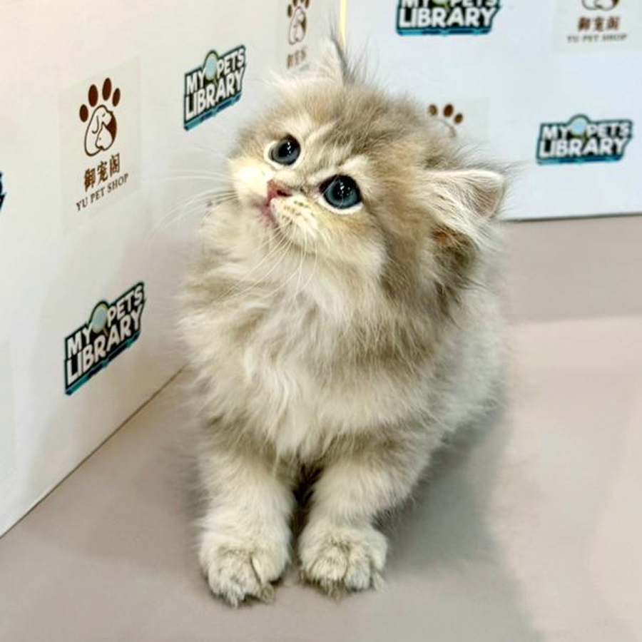 British Longhair Kitten