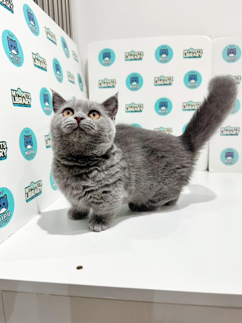 Super Short Munchkin British Shorthair Kitten