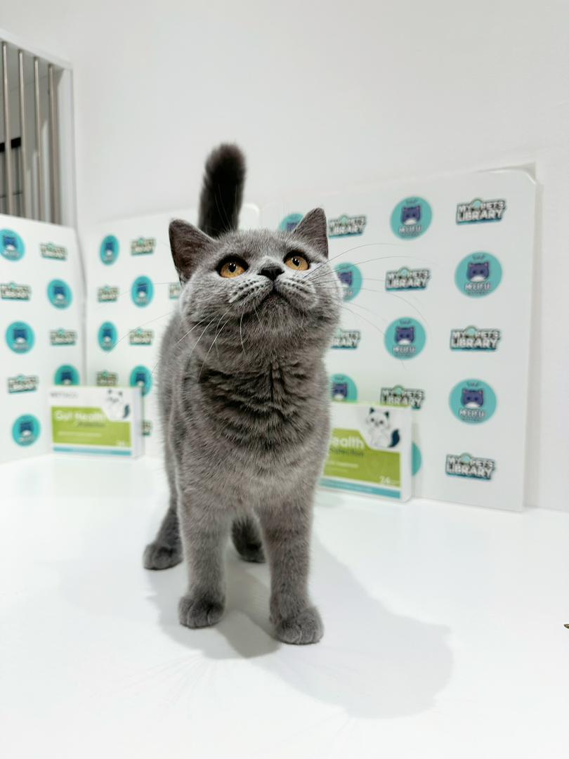 British Shorthair Kitten