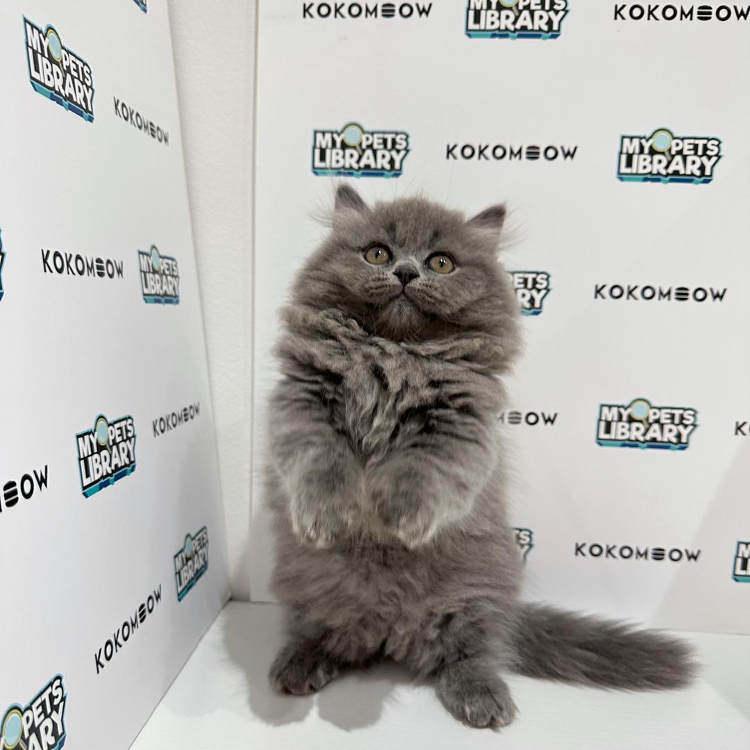 Super Short Minuet Napoleon Kitten