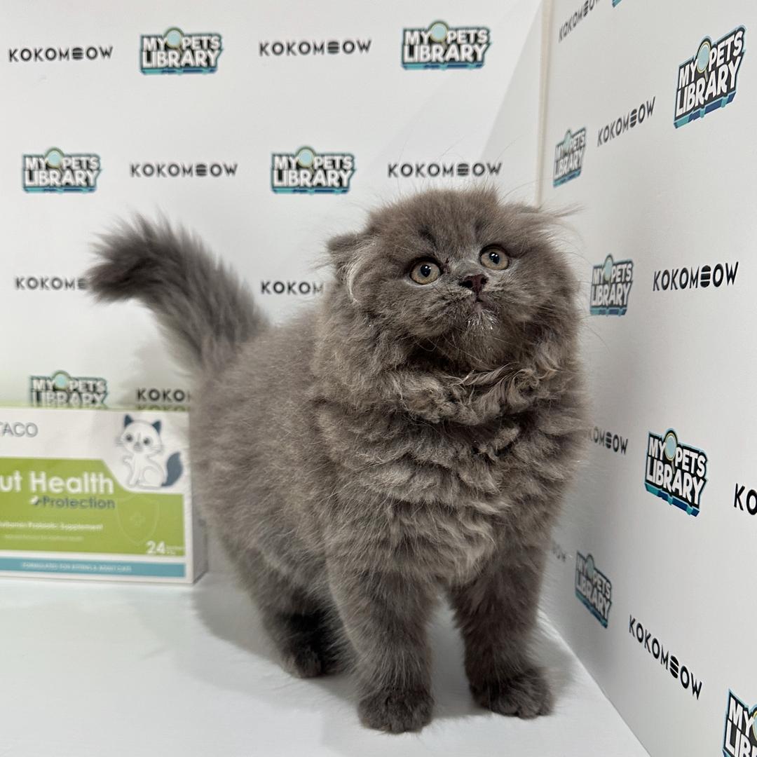 Scottishfold Kitten