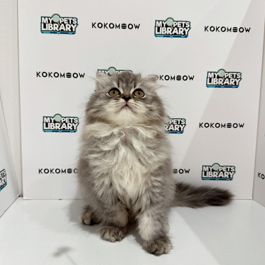 Minuet Napoleon Kitten