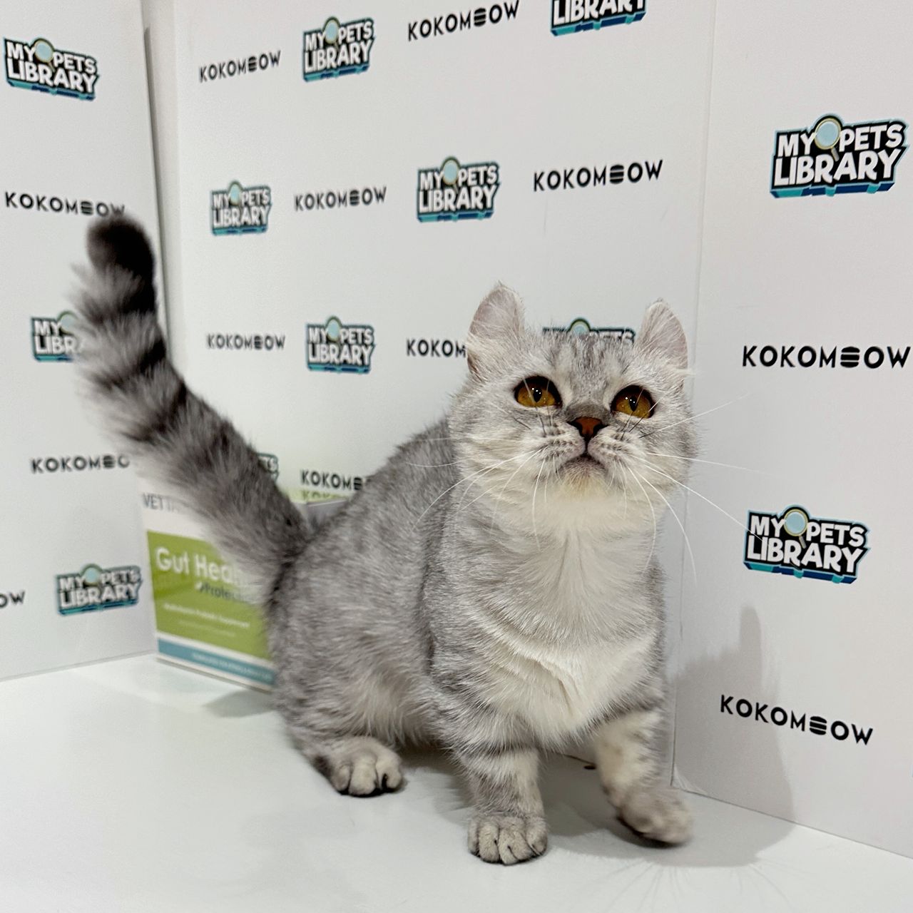 Super Short Munchkin Kinkalow Kitten